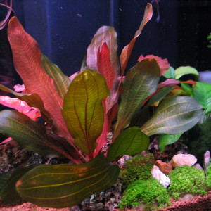 Echinodorus var. "Red Special"