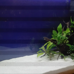 63l net  Amazonien