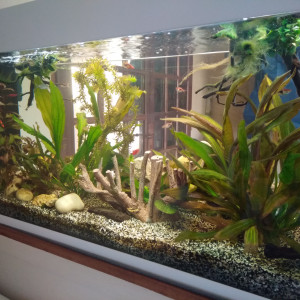 aquarium communautaire