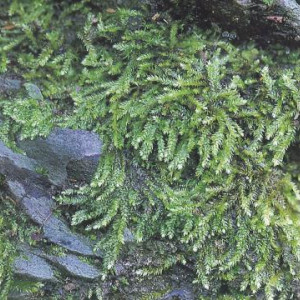 Ectropothecium zollingeri