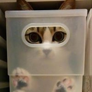 lespetits-chats