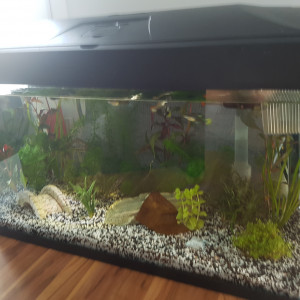 Guppy Molly ancistrus 60 l