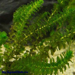 Elodea canadensis