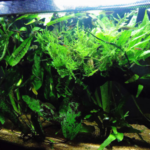 GUPPYS