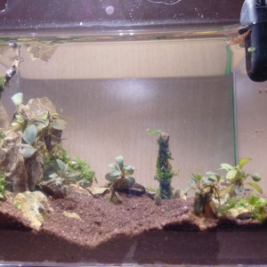 Pico