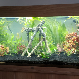 Aquarium 1