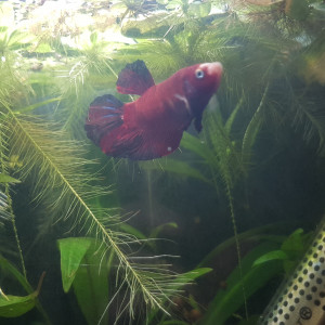 Betta koi