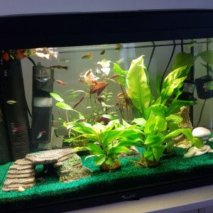 Aquarium 1