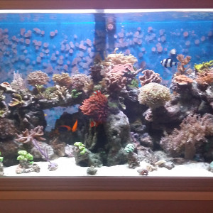 Reef