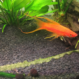 Publication de Aquario420