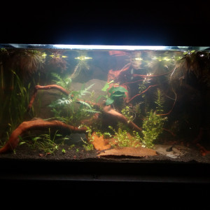 54l killies