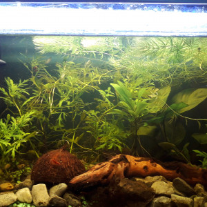 60l