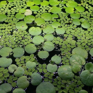 90l