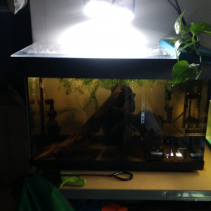 60l reproduction