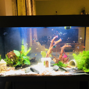 Happyfish