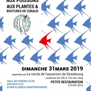 Bourse aux poissons