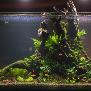 Rêve de Printemps