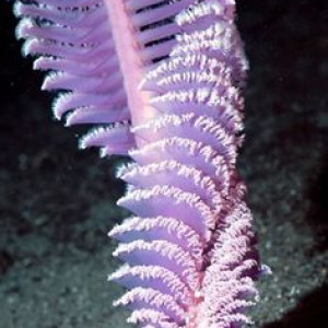 Virgularia gustaviana