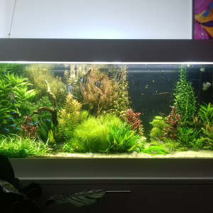 525 amazonien