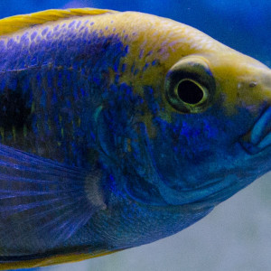 Publication de eddy38