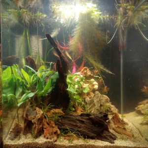 60l Microdevario et Crevettes