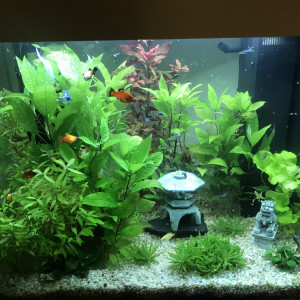 Aquarium 200L