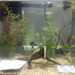 Betta