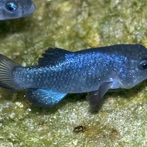 Cyprinodon Diabolis