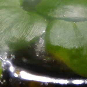 Publication de Aquarius_Betta_Toronto