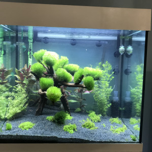 Juwel Lido 120