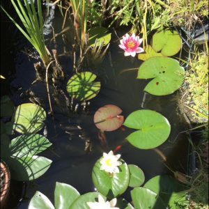 Bassin Biotop