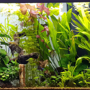 Aquarium de salon