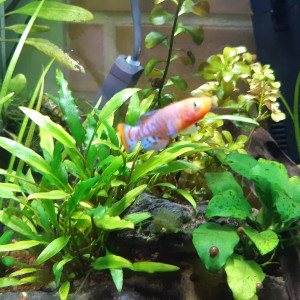 Nano aquarium