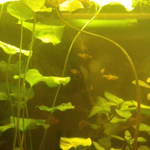 Publication de ghiji77