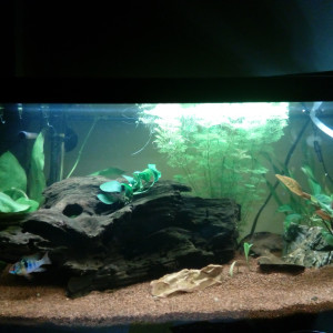 60 litres amazonien