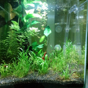 15 litres aquascape