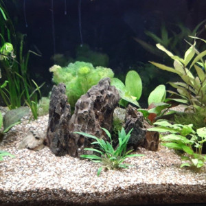 Aquarium 160 litres communautaire
