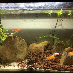 Bac Alvins poisson rouge
