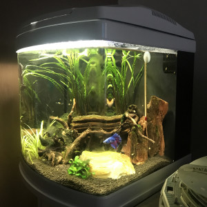 Betta