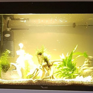 54l Guppys