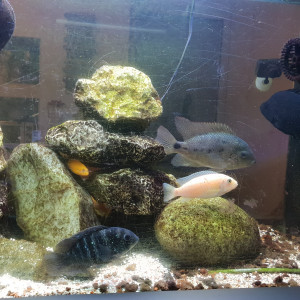Le gros 350L