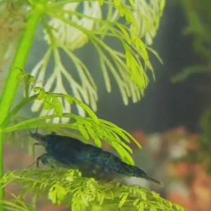 Publication de Aquarius_Betta_Toronto