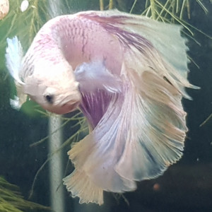 Betta