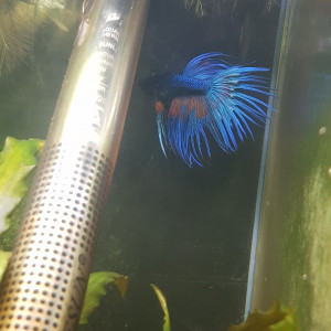 Betta