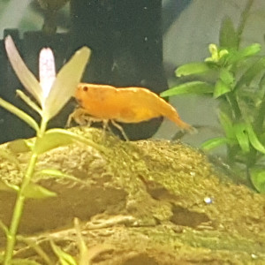 Sakura orange