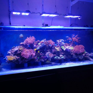 1000 L recifal