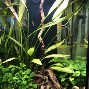 100 l