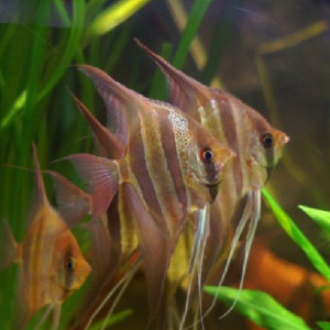 Remilly 57 Bourse Aux Poissons Le 25 Novembre 2018