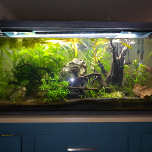 Aqua 120L