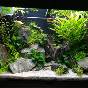 Juwel Rio 125